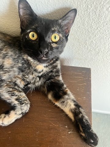 REECE - Domestic Short Hair / Tortoiseshell available for adoption