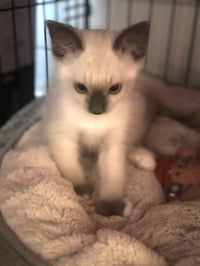 Runty - Photo 3