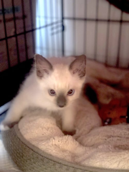 RUNTY - Siamese available for adoption