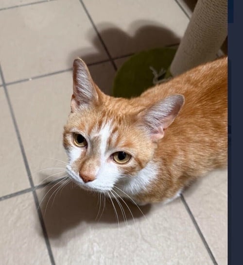 PISOI - Domestic Short Hair available for adoption