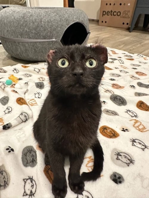 HOICHI THE EARLESS - Domestic Short Hair available for adoption