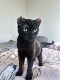 Hoichi the Earless - Photo 2