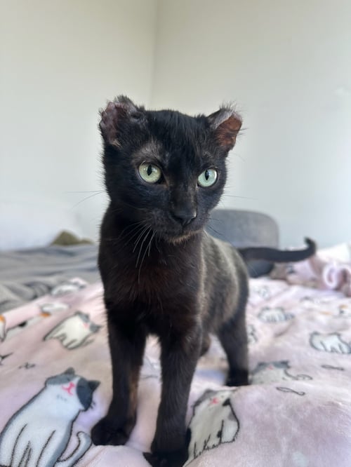 HOICHI THE EARLESS - Domestic Short Hair available for adoption