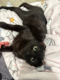 Hoichi the Earless - Photo 3