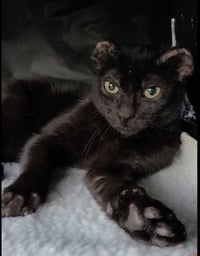 Hoichi the Earless - Photo 4