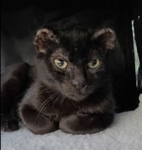 Hoichi the Earless - Photo 5