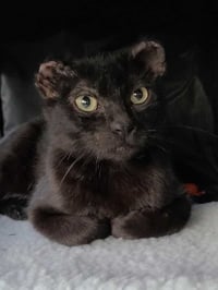 Hoichi the Earless - Photo 6