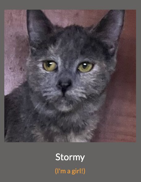 STORMY - Dilute Calico / Calico available for adoption