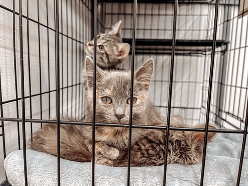 STORMY - Dilute Calico / Calico available for adoption