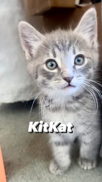 KitKat - Photo 5