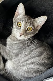 KITKAT - Domestic Short Hair / Tiger available for adoption