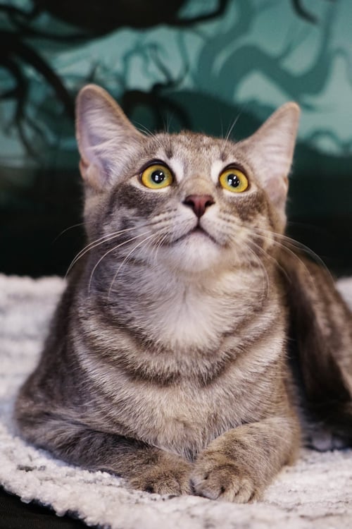 KITKAT - Domestic Short Hair / Tiger available for adoption
