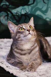 KitKat - Photo 6