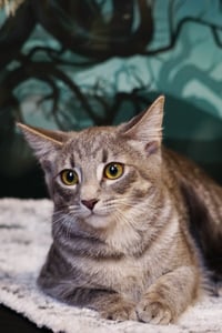 KitKat - Photo 4