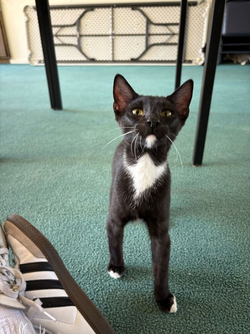 MONDO - Domestic Short Hair / Tuxedo available for adoption