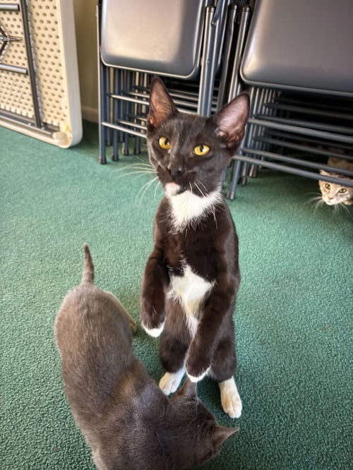 MONDO - Domestic Short Hair / Tuxedo available for adoption