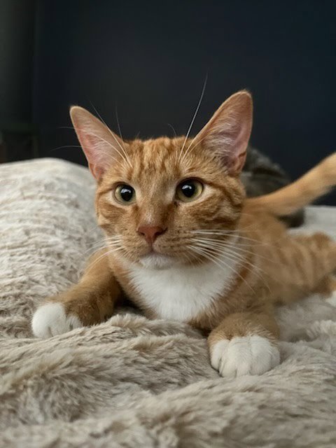 HOBBS - Domestic Short Hair available for adoption