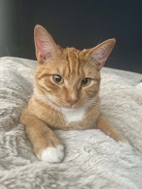 HOBBS - Domestic Short Hair available for adoption