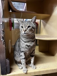 Taro (Little Buddy) - Photo 1