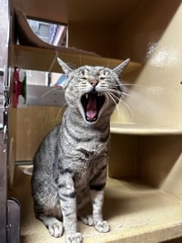 Taro (Little Buddy) - Photo 5