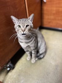 Taro (Little Buddy) - Photo 6