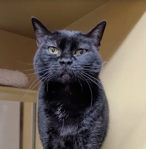 CHO CHANG - Domestic Short Hair available for adoption