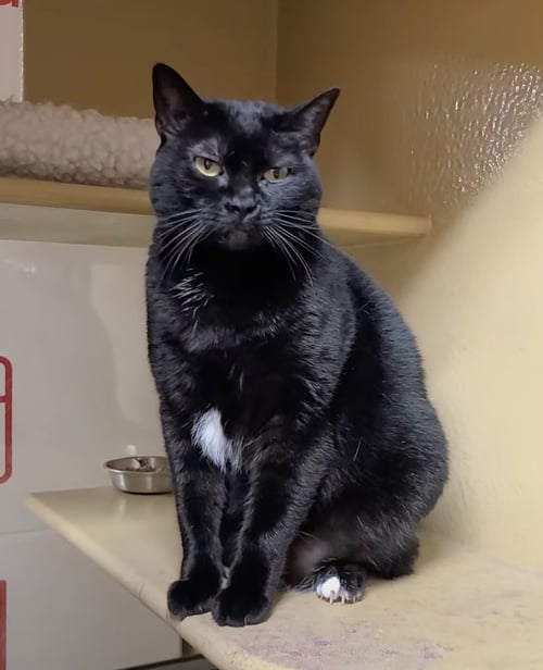 CHO CHANG - Domestic Short Hair available for adoption