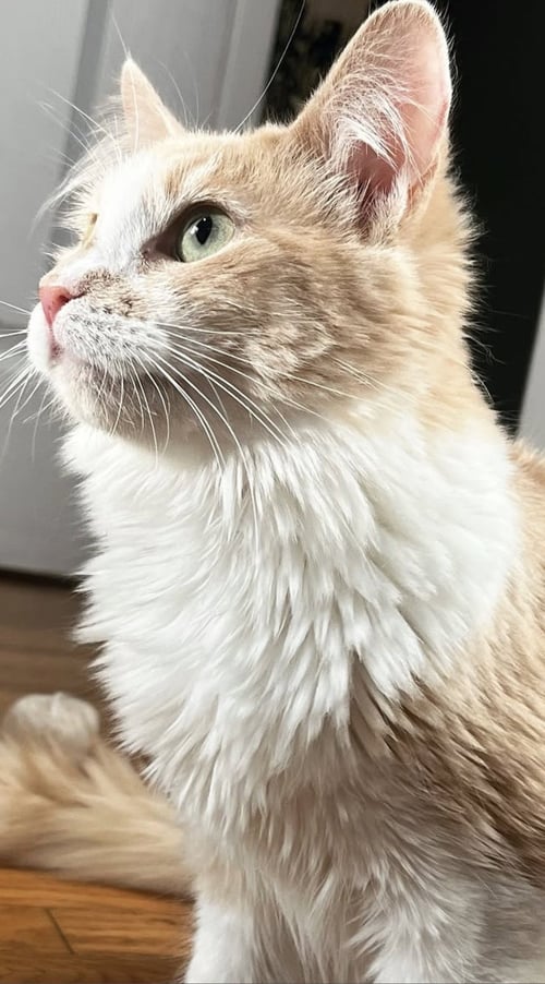 TAILOR SWIFT - Domestic Medium Hair available for adoption