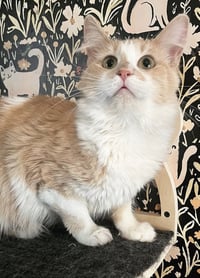 Tailor Swift - Photo 2