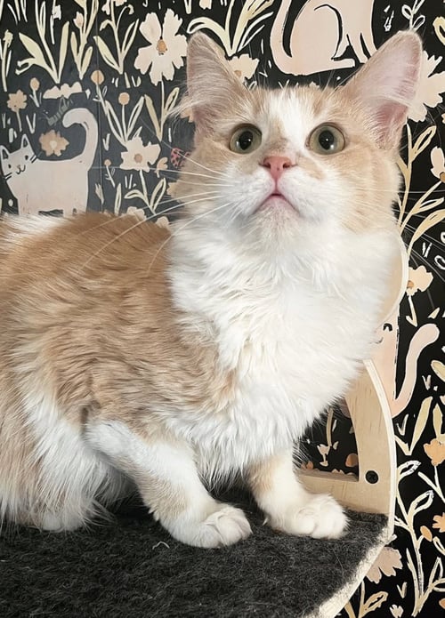 TAILOR SWIFT - Domestic Medium Hair available for adoption