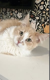 Tailor Swift - Photo 4