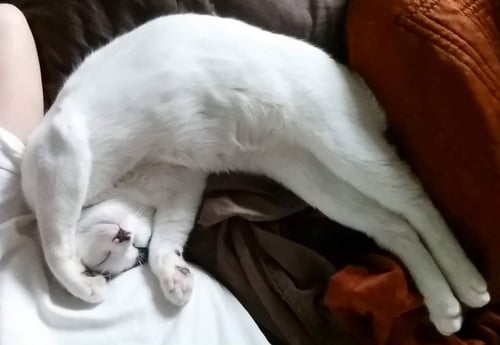 ALFALFA - Domestic Short Hair available for adoption