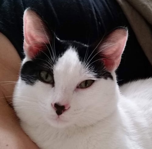 ALFALFA - Domestic Short Hair available for adoption
