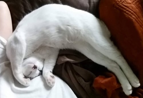 ALFALFA - Domestic Short Hair available for adoption