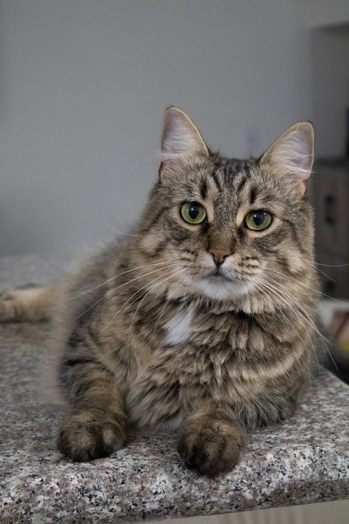 CARMEN - Domestic Medium Hair available for adoption