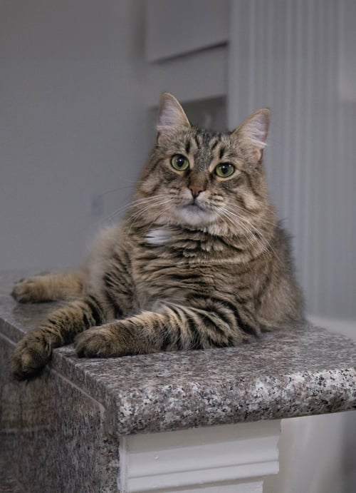 CARMEN - Domestic Medium Hair available for adoption