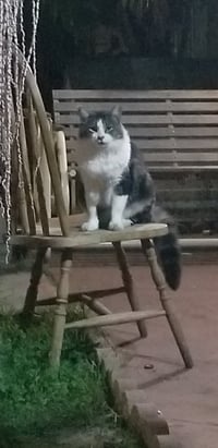 Wildflower - Photo 2