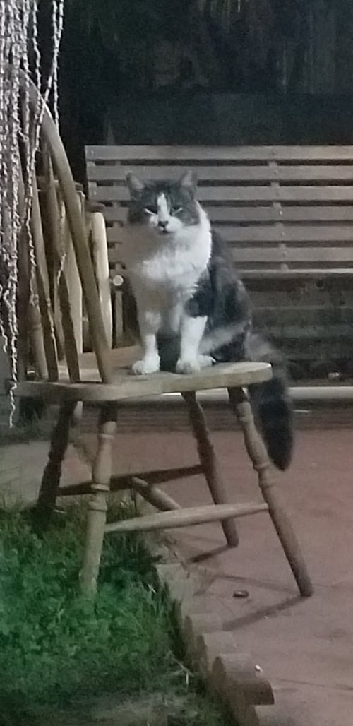 WILDFLOWER - Domestic Medium Hair available for adoption