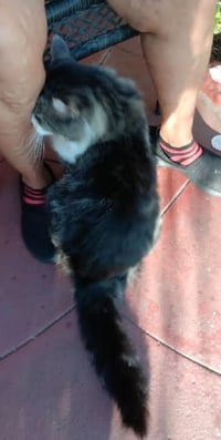 Wildflower - Photo 3