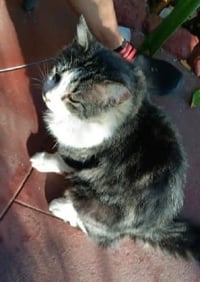 Wildflower - Photo 5