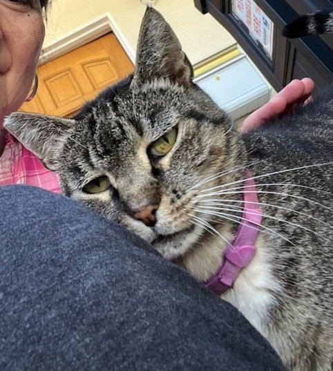 NORMY - Domestic Short Hair available for adoption