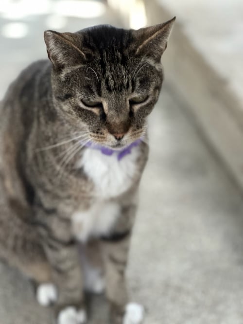 NORMY - Domestic Short Hair available for adoption