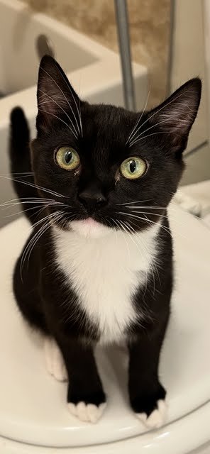 SHIRLEY - Domestic Short Hair / Tuxedo available for adoption