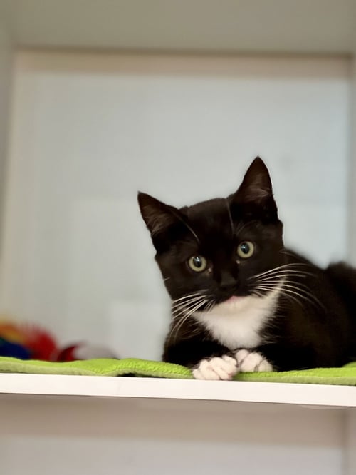 SHIRLEY - Domestic Short Hair / Tuxedo available for adoption