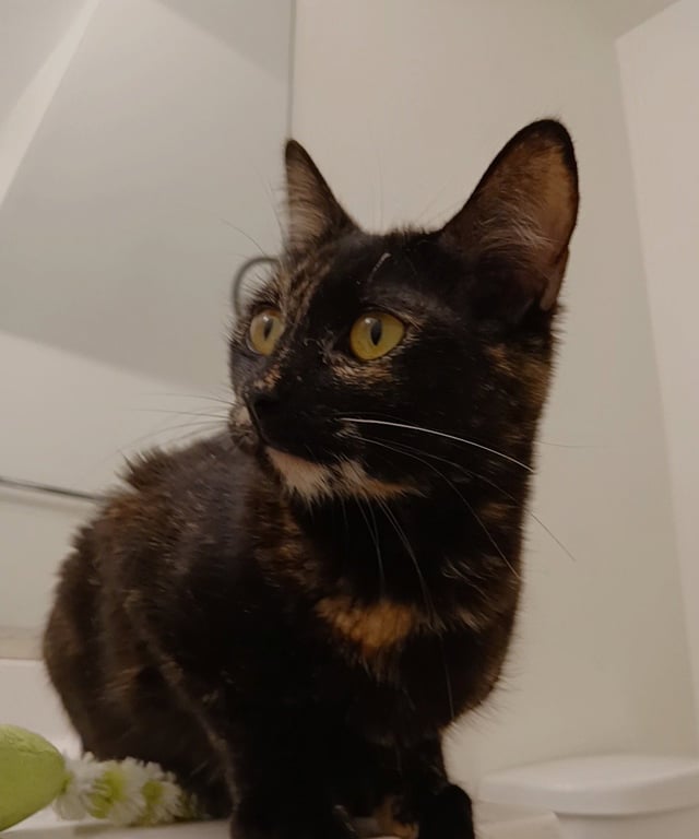 Cherie Image
