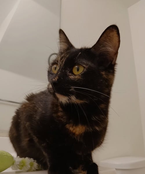 CHERIE - Tortoiseshell available for adoption