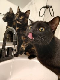 Cherie - Photo 2