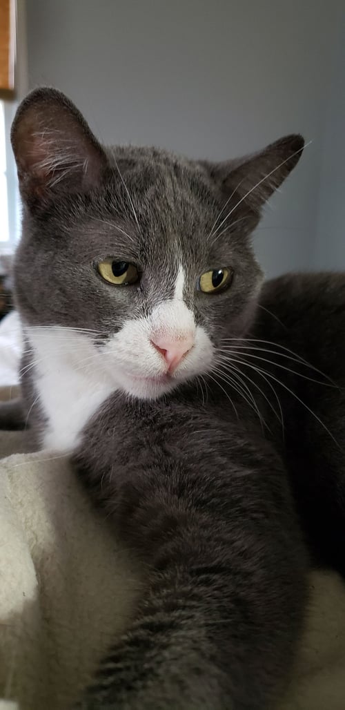 ELEANOR - Domestic Short Hair / Tuxedo available for adoption