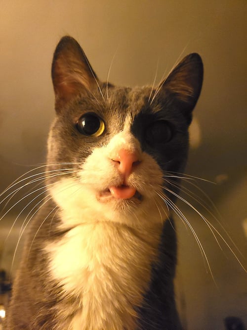 ELEANOR - Domestic Short Hair / Tuxedo available for adoption