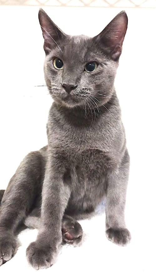 CHEPY - Domestic Short Hair / Russian Blue available for adoption